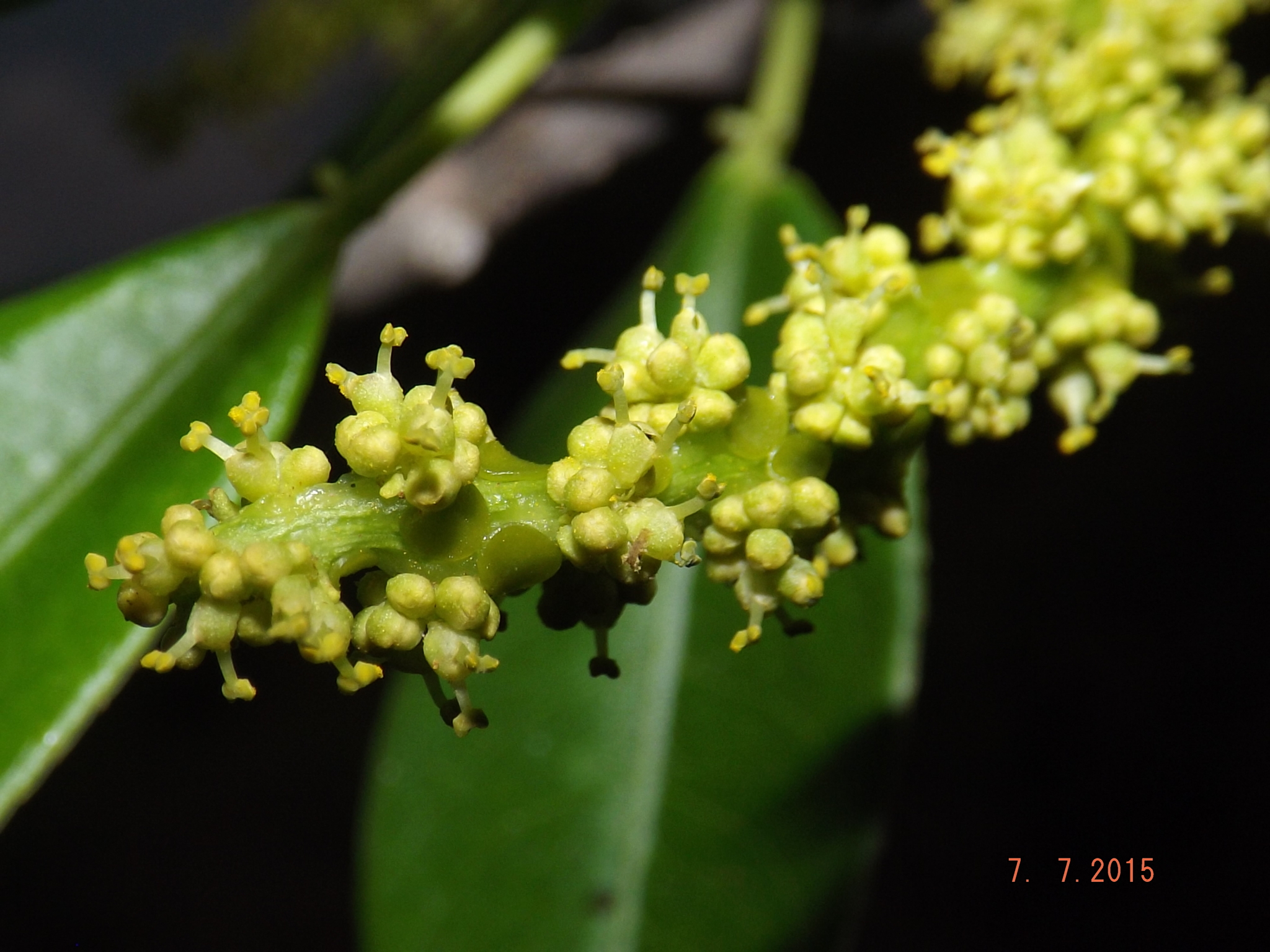 Sapium glandulosum