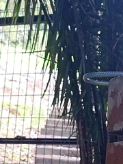 Dendrelaphis cyanochloris