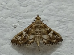 Sameodes cancellalis