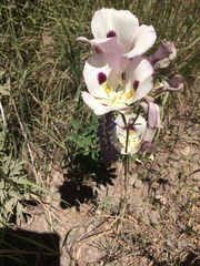 Calochortus eurycarpus