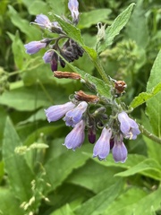 Symphytum officinale