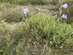 Campanula rotundifolia