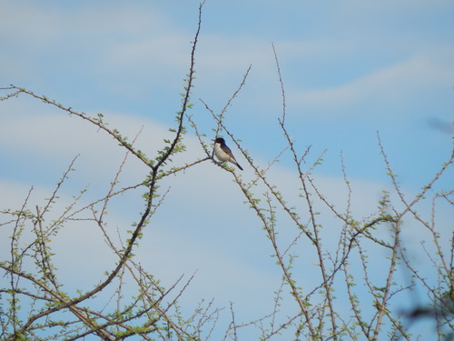 Eastern Violet-backed Sunbird (Anthreptes orientalis), photo 6