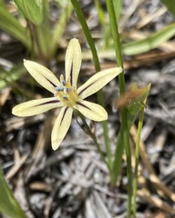 Triteleia ixioides anilina