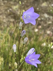 Campanula rotundifolia