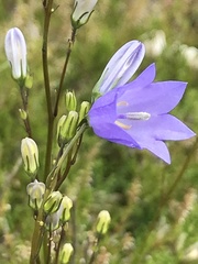 Campanula rotundifolia