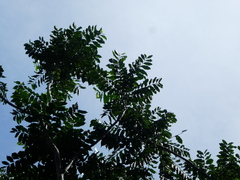 Dysoxylum gaudichaudianum