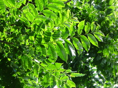 Dysoxylum gaudichaudianum