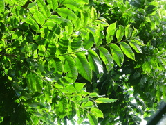 Dysoxylum gaudichaudianum