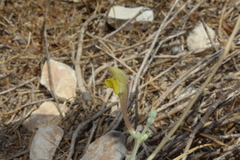 Scutellaria tomentosa