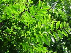 Dysoxylum gaudichaudianum