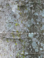 Dysoxylum gaudichaudianum