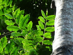 Dysoxylum gaudichaudianum