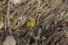 Scutellaria tomentosa