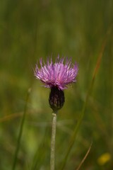 Cirsium dissectum