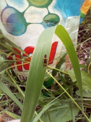Trypherus frisoni