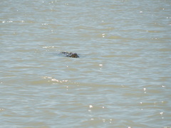 Crocodylus niloticus