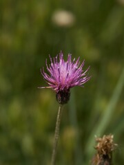 Cirsium dissectum