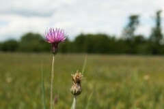 Cirsium dissectum