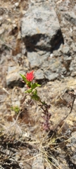 Castilleja nubigena