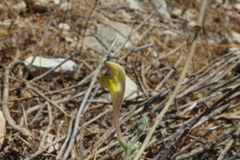 Scutellaria tomentosa