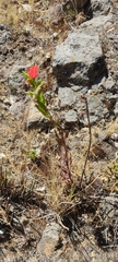 Castilleja nubigena