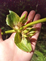 Gentiana lutea