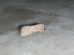 Spodoptera