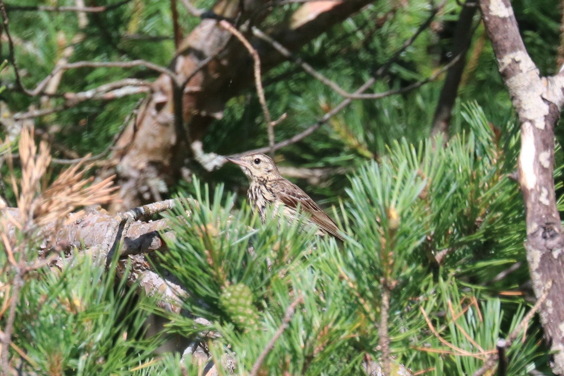 Tree Pipit