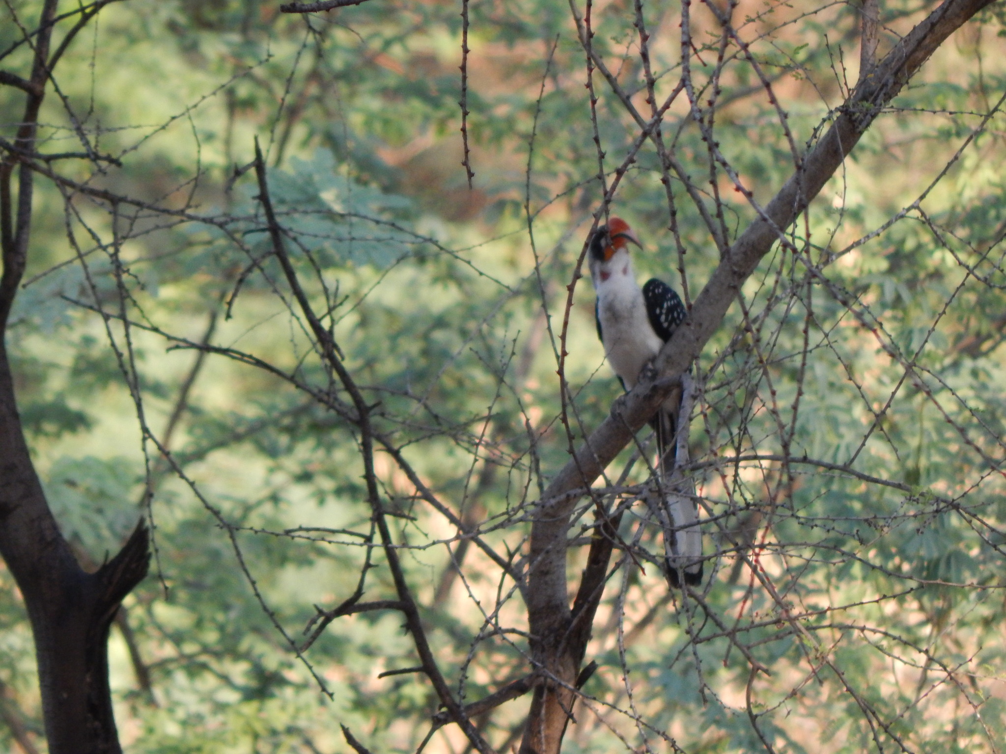Jackson's Hornbill (Tockus jacksoni), photo 6