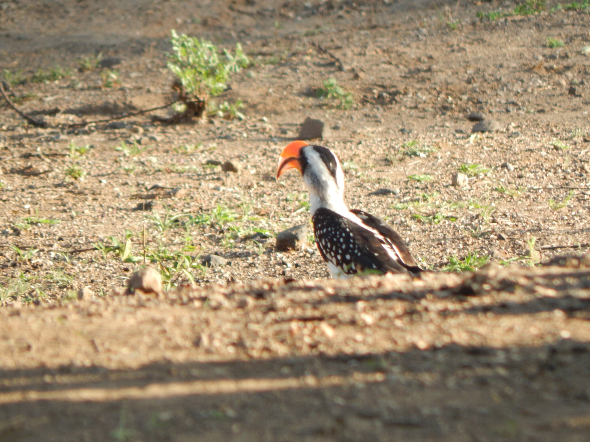 Jackson's Hornbill (Tockus jacksoni), photo 5