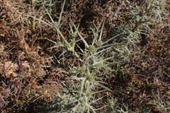 Eryngium glomeratum