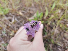 Judolia erratica