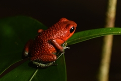 Oophaga granulifera