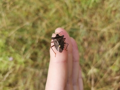 Pentatoma rufipes