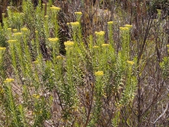 Helichrysum kraussii