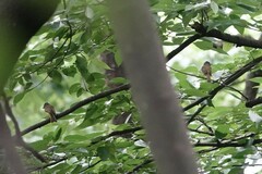 Culicicapa ceylonensis