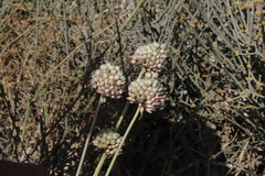 Allium phanerantherum