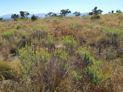 Helichrysum kraussii
