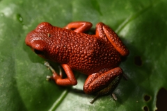 Oophaga granulifera