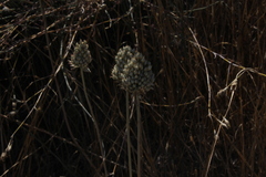 Allium phanerantherum