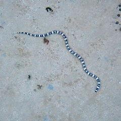 Leiuranus versicolor