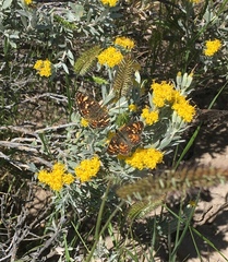 Phyciodes pulchella