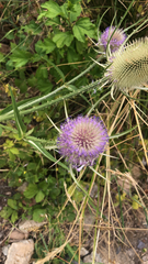 Dipsacus fullonum