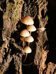 Mycena subgalericulata