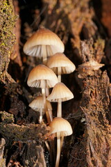 Mycena subgalericulata