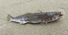 Otolithes ruber
