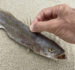 Otolithes ruber