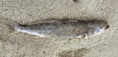 Otolithes ruber