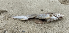 Otolithes ruber
